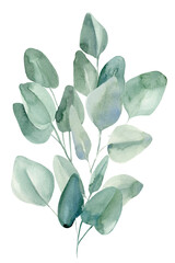 Flora design, bouquet of leaves eucalyptus on isolated white background, watercolor illustration  © Hanna