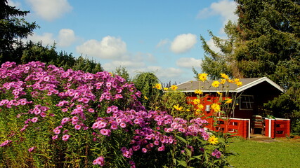 Fototapeta na wymiar bunte Herbstblumen vor rotem Gartenhaus in der Sonne auf grünem Grundstück mit Fichten