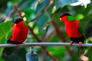 インコ