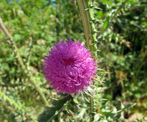 Thistle flower on stalk in Crimea