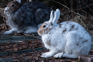 The mountain hare (Lepus timidus)