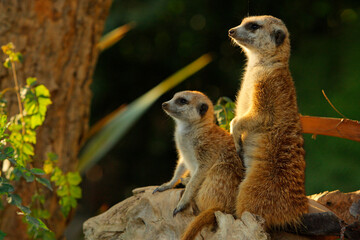 ミーアキャット