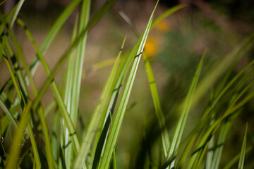 Green grass in the forest. A plant in a swamp.