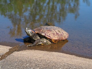Fototapeta premium 池から上がる亀
