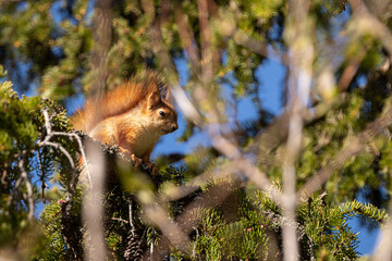 Squirrel in a spruce tree (Sciuridae).