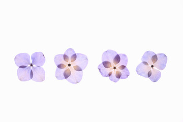 Naklejka na ściany i meble 紫陽花の押し花