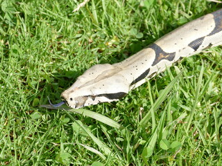 Boa constrictor constricor aus Ecuador. Die Boa constrictor, auch Rotschwanzboa oder Abgottschlange genannt, ist eine in Südamerika und in Gefangenschaft weit verbreitete Riesenschlange.
