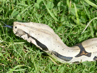 Boa constrictor constricor aus Ecuador. Die Boa constrictor, auch Rotschwanzboa oder Abgottschlange genannt, ist eine in Südamerika und in Gefangenschaft weit verbreitete Riesenschlange.