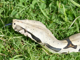 Boa constrictor constricor aus Ecuador. Die Boa constrictor, auch Rotschwanzboa oder Abgottschlange genannt, ist eine in Südamerika und in Gefangenschaft weit verbreitete Riesenschlange.