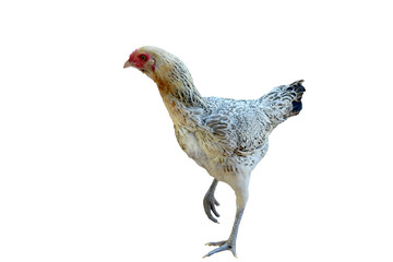 chicken isolated on white background