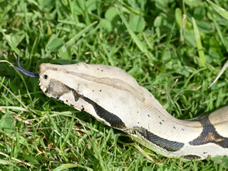 Boa constrictor constricor aus Ecuador. Die Boa constrictor, auch Rotschwanzboa oder Abgottschlange genannt, ist eine in Südamerika und in Gefangenschaft weit verbreitete Riesenschlange.