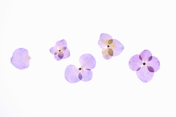 Obraz na płótnie Canvas 紫陽花の押し花
