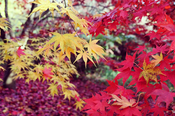 Japanese maple leaves of red colours during their autumn display, Surrey, UK