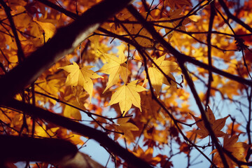 Japanese maple leaves of yellow colours during their autumn display, Surrey, UK