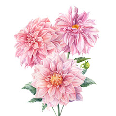 Bouquet of dahlia flowers, isolated white background, watercolor botanical painting