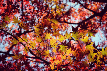 Japanese maple leaves of red and yellow colours during their autumn display, Surrey, UK