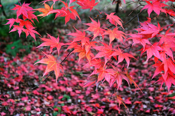 Japanese maple leaves of red and pink colours during their autumn display, Surrey, UK