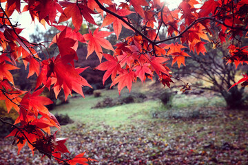 Japanese maple leaves of red and pink colours during their autumn display, Surrey, UK