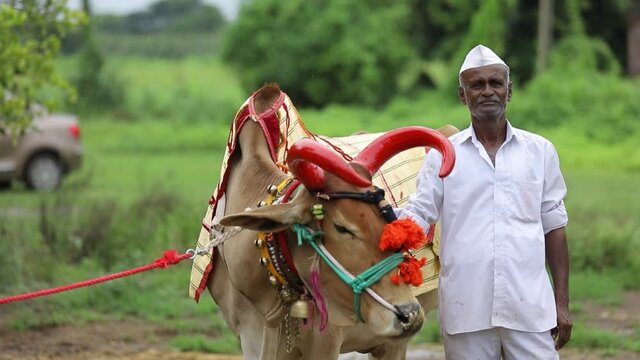 indian pola festival, Indian farmer festival