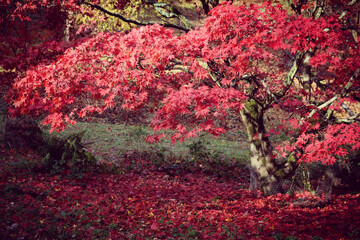 Japanese maple leaves of red and pink colours during their autumn display, Surrey, UK