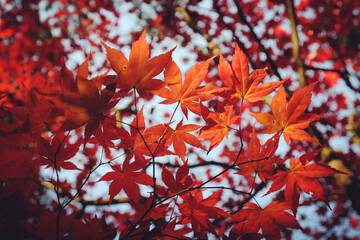 Japanese maple leaves of red colours during their autumn display, Surrey, UK