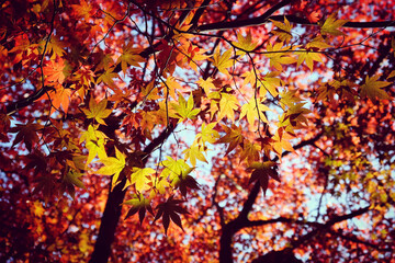 Japanese maple leaves of red and yellow colours during their autumn display, Surrey, UK