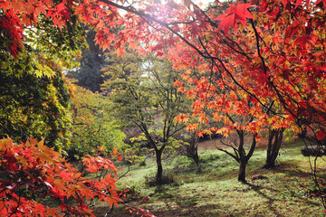Japanese maple trees (acers) of red and yellows colours during their autumn display, Surrey, UK