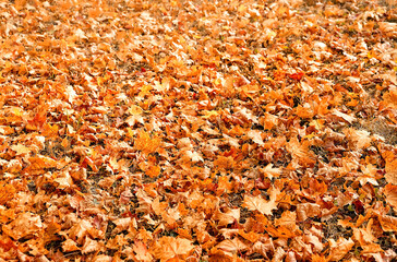 beautiful nature background of autumn leaves. fall seasonal landscape. dry maple leaves texture