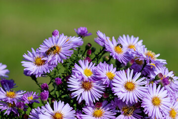 purple and white flowers