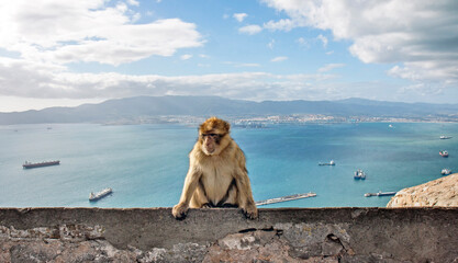 Barbary macaque on Gibraltar wall with Algeciras in the background
