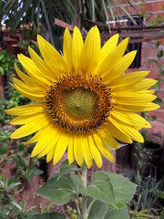 Obraz premium sunflower and bee