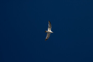 seagull flying in the sky