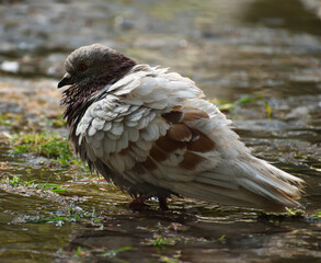 Pidgeon