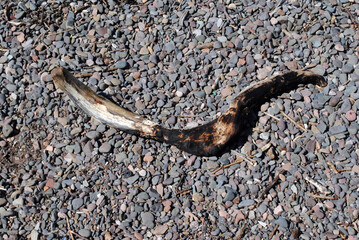 Close Up of Weathered & Twisted Tree Branch on Shingle Beach 