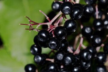 black currant berries