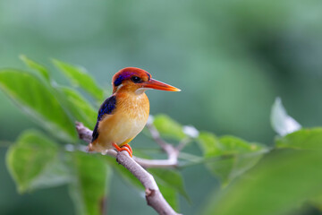 The Oriental Dwarf Kingfisher is a small bird. Beautiful colors, bright red mouth, rump head and purple pink tail. The face is yellow-orange, the fur covers the ears with dark blue and white stripes