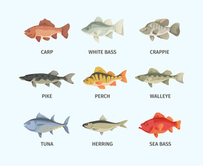 River and sea fish set. Huge sea bass fast schooling tuna predatory gray pike broad finned underwater wallyey deep red carp white and common perch natural fishing in fresh air . Vector wild.