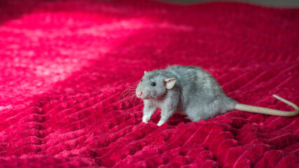 rat on a red background