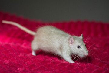 rat on a red background