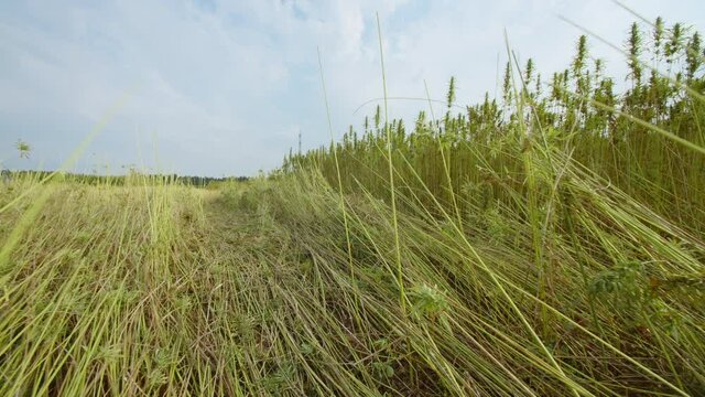 Ultra wide hemp field with Cannabis plants harvested for Cbd oil.