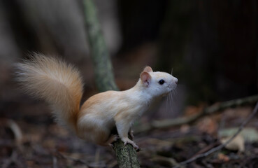 White squirrel (leucistic red squirrel) standing on a log in the forest in the morning autumn light in Canada