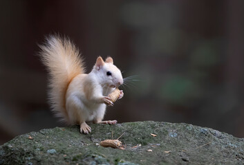 White squirrel (leucistic red squirrel) standing on a rock eating a peanut in the forest in the...