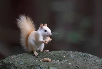 Papier Peint photo autocollant Écureuil White squirrel (leucistic red squirrel) standing on a rock eating a peanut in the forest in the morning light in Canada