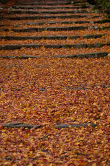 Fototapeta premium 紅葉