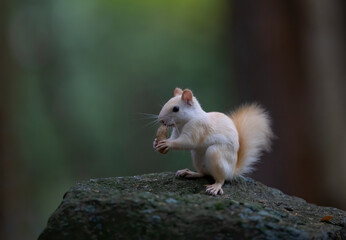 White squirrel (leucistic red squirrel) standing on a rock eating a peanut in the forest in the morning light in Canada