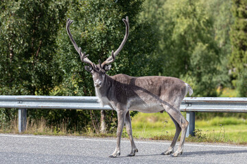 The reindeer (Rangifer tarandus). Reindeer on the road.