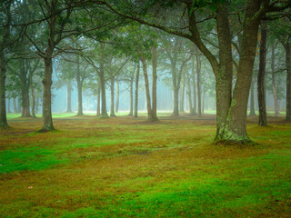 Fototapeta na wymiar Peaceful misty wooded yard in a foggy morning. Landscape with moss-covered trees and green grass.