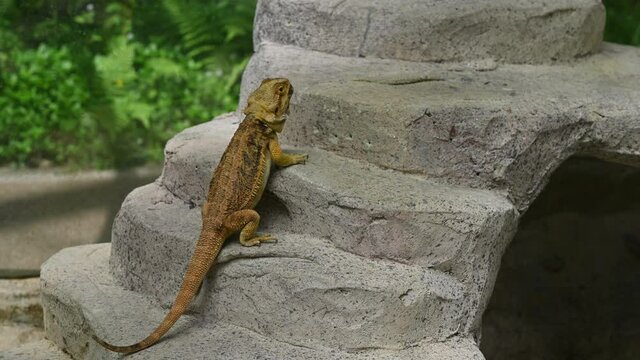 Lizard on a stone ground in forest, Bearded dragon lizard