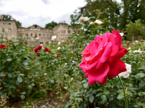 Rose close-up at old castle garden