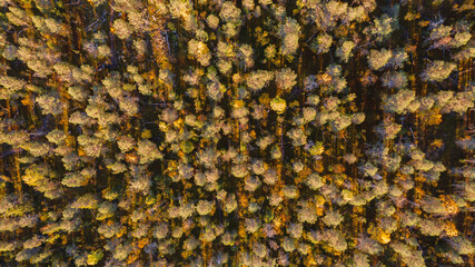 Aerial view of forest in autumn.